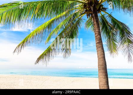 Vista della bella spiaggia tropicale di Karon con palme a Phuket, Thailandia. Concetto di vacanza e vacanza. Spiaggia tropicale. Foglie verdi di palma. Foto Stock