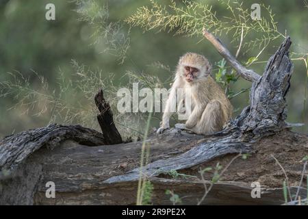 Vervet scimmia baby (Cercopithecus aethiops) siede su un tronco d'albero. Vista frontale dell'animale selvatico. Caprivi Strip, Namibia, Africa Foto Stock