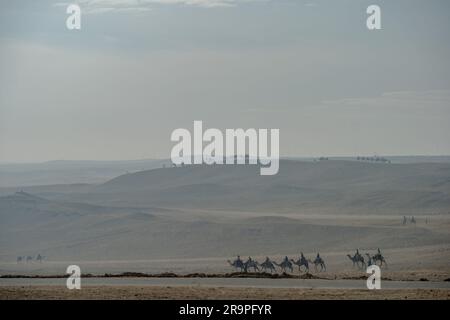 Giri in cammello sulla sabbia del deserto del Sahara Foto Stock