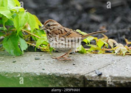 Sparviero Vesper sulla parete divisoria in cemento. Foto Stock