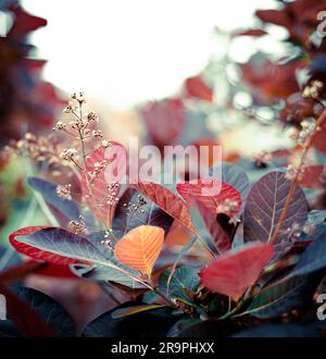 Fiori di rosa fiorita. Infiorescenza di cormbosi del viburno (Viburnum opulus). Si tratta di un impianto di copertura molto attraente. Foto Stock