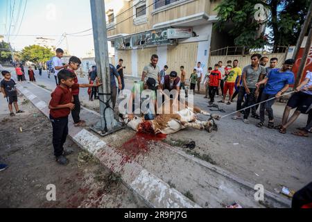 (NOTA DEI REDATTORI: L'immagine contiene contenuti grafici)i palestinesi massacrano un animale sacrificale il primo giorno di Eid al-Adha a Khan Yunis, nella Striscia di Gaza meridionale. (Foto di Yousef Masoud / SOPA Images/Sipa USA) Foto Stock