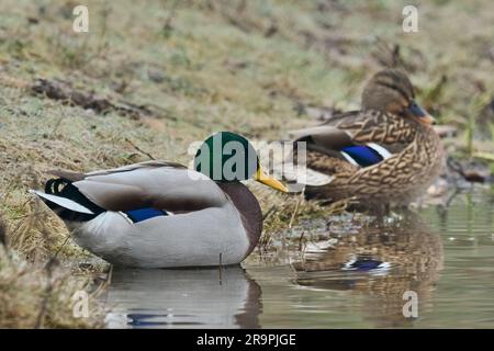 Anatre Mallard Anas platyrhynchos riposano nello stagno. Vista laterale, primo piano verticale. Drake con una femmina. Trencin, Slovacchia Foto Stock