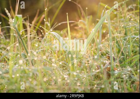 La luce dorata cade su un prato coperto di rugiada all'alba. Foto Stock