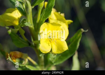 Oenothera biennis, comuni fiori gialli estivi primrose da sera primo piano fuoco selettivo Foto Stock
