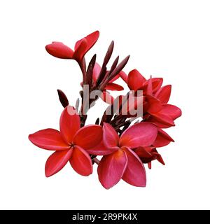 Plumeria, noto anche come frangipani, è un genere di piante da fiore della sottofamiglia Rauvolfioideae, della famiglia Apocynaceae. Infiorescenza di beauti Foto Stock