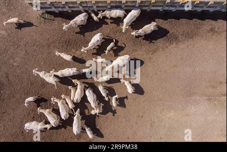 Vista aerea del branco di mucche e tori in zone polverose e siccità. Foto Stock