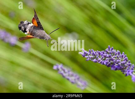 Bernau, Germania. 28 giugno 2023. Una coda di piccione (Macroglossum stellatarum) raccoglie nettare sui fiori di lavanda. E' una farfalla. A causa del cambiamento climatico, sempre più di queste falene, che provengono dalla regione mediterranea, trascorrono l'inverno nel nostro paese e si occupano di prole di conseguenza. A causa del suo volo ronzante, che assomiglia a quello di un colibrì, è anche chiamato falco dei colibrì. Crediti: Jens Kalaene/dpa/Alamy Live News Foto Stock