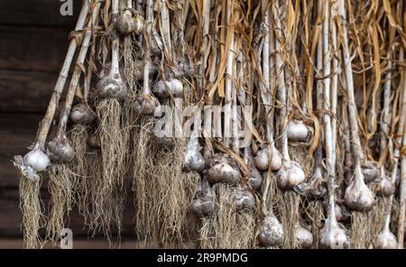 Un mazzo di aglio è sospeso sulla strada contro lo sfondo di una parete di legno. Raccolto di aglio essiccato. Foto Stock