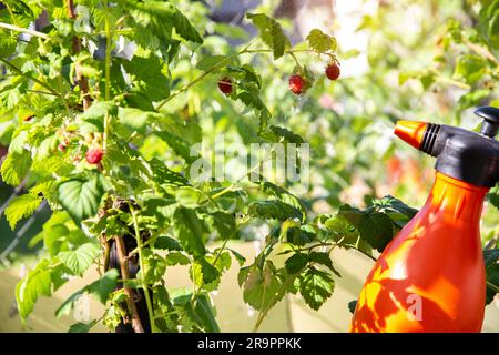 spruzzare lamponi con solfato di rame, urea e ammoniaca da parassiti e malattie. Foto Stock