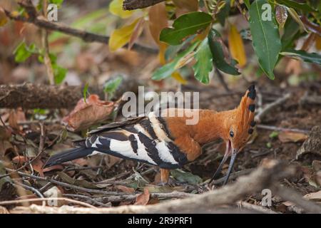 African Hoopoe Upupa africana 14947 Foto Stock