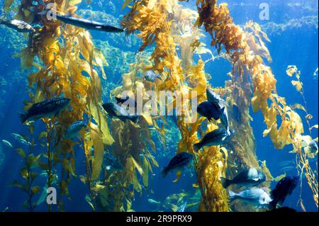 Il kelp gigante (Macrocystis pyrifera) è la più grande di tutte le alghe, con più di 45 m. Heterokontophyta. Phaeophyceae. Laminariaceae. CA Foto Stock