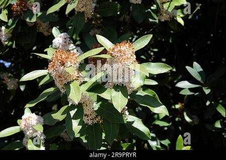 Cespuglio velenoso delle dune (Acokanthera spectabilis o Acokanthera oblongifolia). Questo arbusto ha proprietà medicinali contro morsi di serpenti e pa Foto Stock