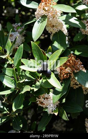 Wintersweet o cespuglio velenoso delle dune (Acokanthera spectabilis o A. oblongifolia). Questo arbusto ha proprietà medicinali agains morsi di serpenti e Wo parassita Foto Stock