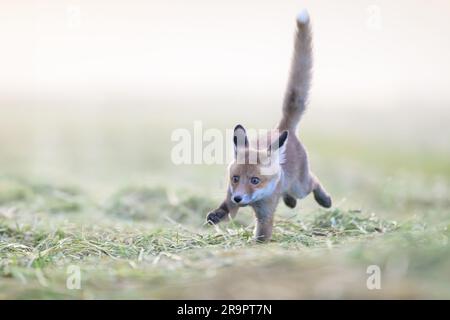 La volpe osserva ciò che sta accadendo nella foresta. Foto Stock