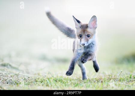 La volpe osserva ciò che sta accadendo nella foresta. Foto Stock