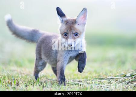 La volpe osserva ciò che sta accadendo nella foresta. Foto Stock