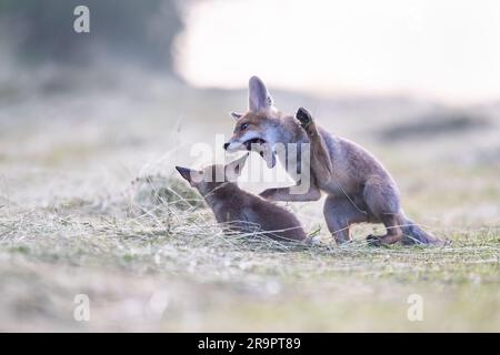 La volpe osserva ciò che sta accadendo nella foresta. Foto Stock