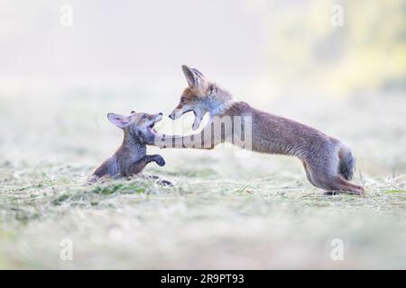 La volpe osserva ciò che sta accadendo nella foresta. Foto Stock