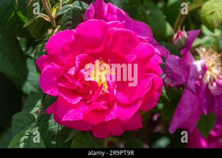 Rosa Gallica var. Officinalis, chiamata anche rosa di Apothecary, un fiore rosa semi-doppio di rose in giugno o estate, Inghilterra, Regno Unito Foto Stock