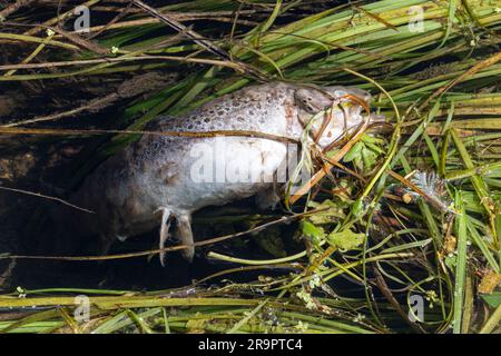 Pesci morti in un fiume, Regno Unito, 2023. Concetto: Aumento dell'inquinamento fluviale dovuto alle imprese idriche che scaricano rifiuti non trattati e prodotti chimici agricoli Foto Stock