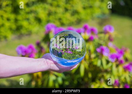 Splendida vista macro della sfera di cristallo che regge la mano con l'immagine invertita del rododendro viola in fiore. Foto Stock