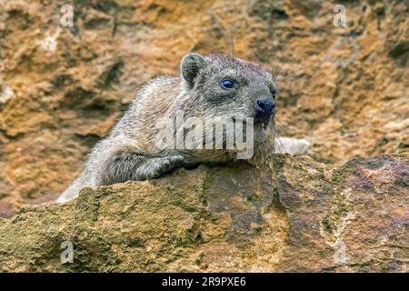 Hyrax di roccia / dassie / Cape hyrax / coniglio di roccia (Procavia capensis) che riposa su una sporgenza rocciosa, originaria dell'Africa e del Medio Oriente Foto Stock