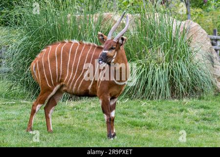 Bongo (Tragelaphus eurycerus) nello zoo, antilope notturna che abita nella foresta, originaria dell'Africa subsahariana Foto Stock