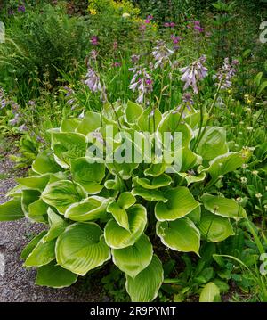 Hosta fortunei Aureomarginata cresce in un giardino boschivo umido presso gli Aberglasney Gardens nel Galles del Sud, Regno Unito Foto Stock