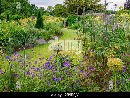 Impianto esuberante di confini erbacei presso gli Aberglasney Gardens nel Galles del Sud, Regno Unito, con teste di semi blu Geranium Thalictrum Allium Foto Stock