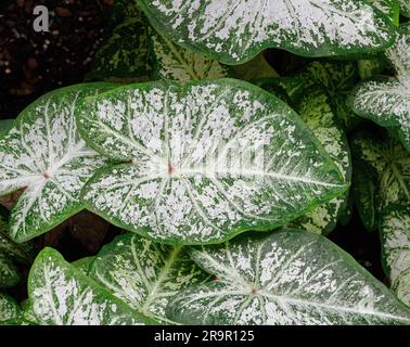 Arrowhead Vine Syngonium podophyllum con foglie variegate a forma di cuore a chiazze utilizzate come piante domestiche - Regno Unito Foto Stock