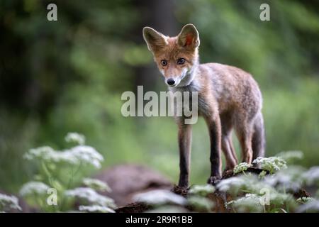 La volpe osserva ciò che sta accadendo nella foresta. Foto Stock