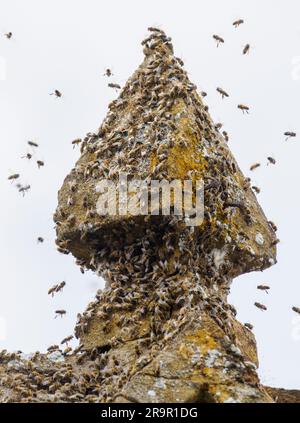 Swarm of Honey Bees Apis mellifera intorno a un tetto in pietra su un edificio nel Somerset, Regno Unito Foto Stock