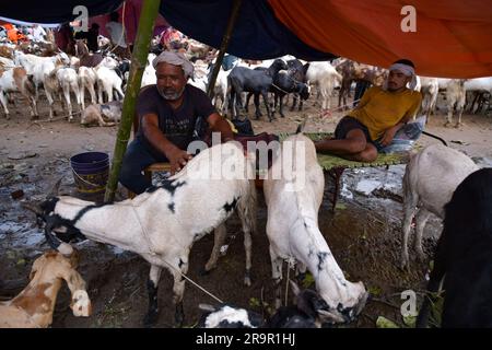 Kolkata, India. 27 giugno 2023. Un commerciante di bestiame vende capre in un mercato in vista del festival sacro musulmano Eid-al-Adha (Festa del sacrificio) a Calcutta. I musulmani di tutto il mondo celebrano Eid-al-Adha abbattendo bestiame tra cui cammelli, pecore, capre e mucche per rendere omaggio alla devozione del Profeta Abramo ad Allah. Credito: SOPA Images Limited/Alamy Live News Foto Stock