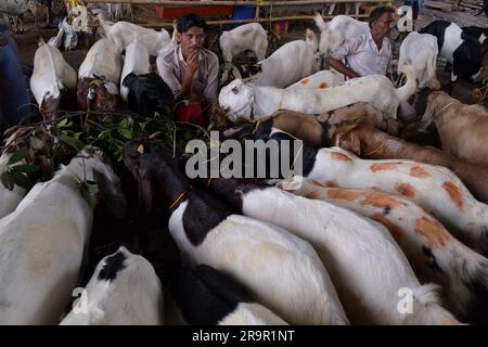 Kolkata, India. 27 giugno 2023. Un commerciante di bestiame vende capre in un mercato in vista del festival sacro musulmano Eid-al-Adha (Festa del sacrificio) a Calcutta. I musulmani di tutto il mondo celebrano Eid-al-Adha abbattendo bestiame tra cui cammelli, pecore, capre e mucche per rendere omaggio alla devozione del Profeta Abramo ad Allah. Credito: SOPA Images Limited/Alamy Live News Foto Stock