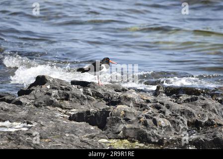 Eurasian Oystercatcher (Haematopus ostralegus) Standing in Right-Profile on Coastal Rocks with Waves Splash in the background, preso nel Regno Unito Foto Stock