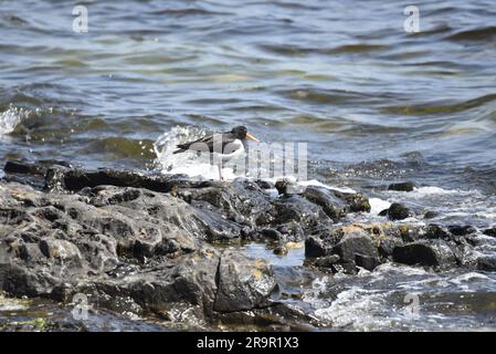 Eurasiatica Oystercatcher (Haematopus ostralegus) in piedi sulle rocce costiere contro le onde marine illuminate dal sole sull'Isola di Man, Regno Unito a giugno Foto Stock