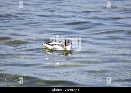 Maschio Common Shelduck (Tadorna tadorna) nuoto da sinistra a destra dell'immagine, riflessa su un mare blu a onde morbide su una soleggiata isola di Man, Regno Unito a giugno Foto Stock