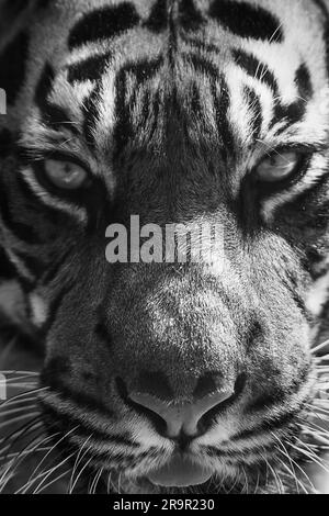 Tigre Foto Stock