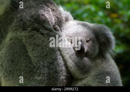 Koala Foto Stock