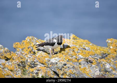Immagine in primo piano di un'oystercatcher eurasiatica (Haematopus ostralegus) che cammina sulle rocce coperte di Lichen al sole, su uno sfondo del Mar Blu, Regno Unito Foto Stock