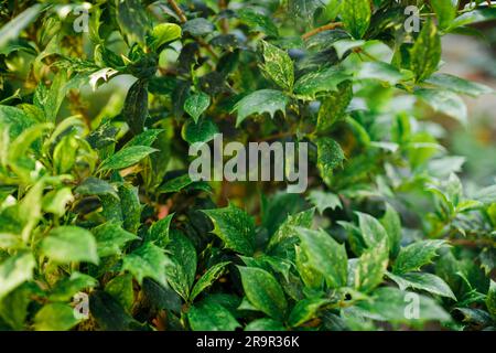 Vista ravvicinata dell'albero di Variegatus Osmanthus nel giardino botanico Foto Stock