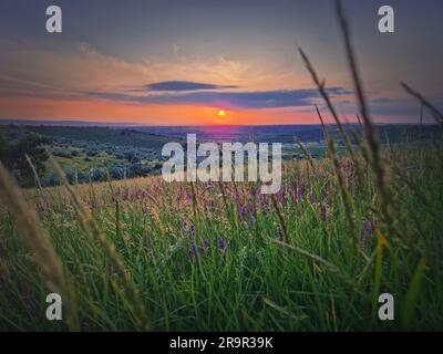 Paesaggio estivo al tramonto con vista sulla verde valle con fiori viola Foto Stock