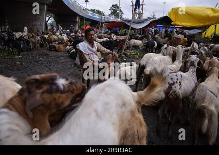 Kolkata, India. 27 giugno 2023. Un commerciante di bestiame vende capre in un mercato in vista del festival sacro musulmano Eid-al-Adha (Festa del sacrificio) a Calcutta. I musulmani di tutto il mondo celebrano Eid-al-Adha abbattendo bestiame tra cui cammelli, pecore, capre e mucche per rendere omaggio alla devozione del Profeta Abramo ad Allah. (Foto di Dipayan Bose/SOPA Images/Sipa USA) credito: SIPA USA/Alamy Live News Foto Stock