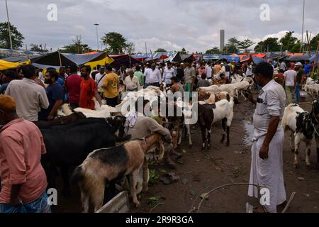 Kolkata, India. 27 giugno 2023. Un commerciante di bestiame vende capre in un mercato in vista del festival sacro musulmano Eid-al-Adha (Festa del sacrificio) a Calcutta. I musulmani di tutto il mondo celebrano Eid-al-Adha abbattendo bestiame tra cui cammelli, pecore, capre e mucche per rendere omaggio alla devozione del Profeta Abramo ad Allah. (Foto di Dipayan Bose/SOPA Images/Sipa USA) credito: SIPA USA/Alamy Live News Foto Stock