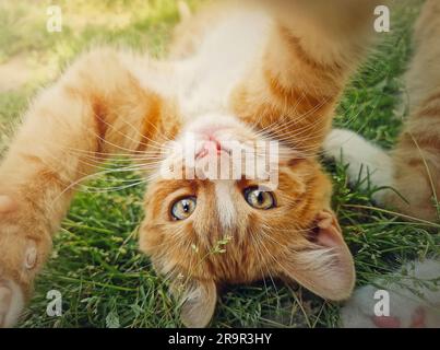 Gattino arancione che giace a testa in giù sull'erba verde. Piccolo gatto dello zenzero, una bella scena all'aperto nella natura Foto Stock