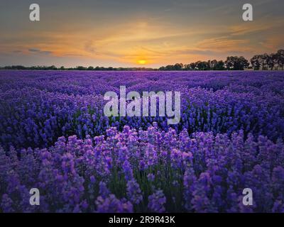 Vista idilliaca del fiorito campo di lavanda. Splendidi fiori blu viola in una calda luce del tramonto. Le fragranti piante di lavandula fioriscono nel prato Foto Stock