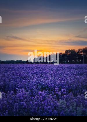 Splendida scena di un campo di lavanda in fiore. Fiori blu viola in una calda crepuscia estiva. Fragranti piante di lavandula fioriscono nel prato, dorso verticale Foto Stock