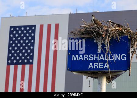 Immagine giorno bandiera. La bandiera americana è visibile sul Vehicle Assembly Building (VAB) al Kennedy Space Center della NASA in Florida il 7 giugno 2023. Due falchi pescatori sono appollaiati nel loro nido in cima a un cartello dell'area di smistamento davanti al VAB. Il centro condivide un confine con il Merritt Island National Wildlife Refuge. Più di 330 specie di uccelli nativi e migratori, insieme a 65 specie di anfibi e rettili, chiamano Kennedy e il rifugio della fauna selvatica. Foto Stock