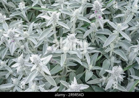 Fiori Stachys byzantina, sfondo di fiori grigi in natura Foto Stock